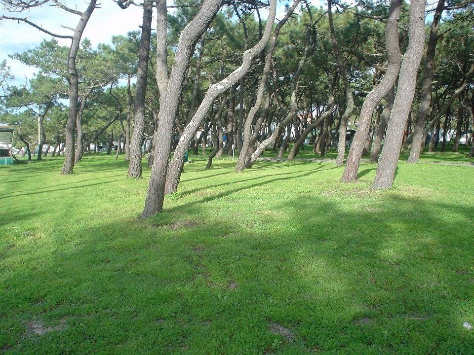 Parque De Campismo Da Praia Da Barra 가파나다나자레 외부 사진